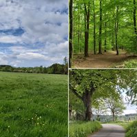 FB-Volmersberg-Wald.jpg FB-Volmersberg-Wald.jpg