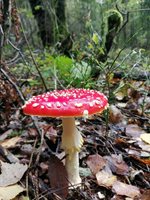 FB-Herbst,-Fliegenpilz.jpg